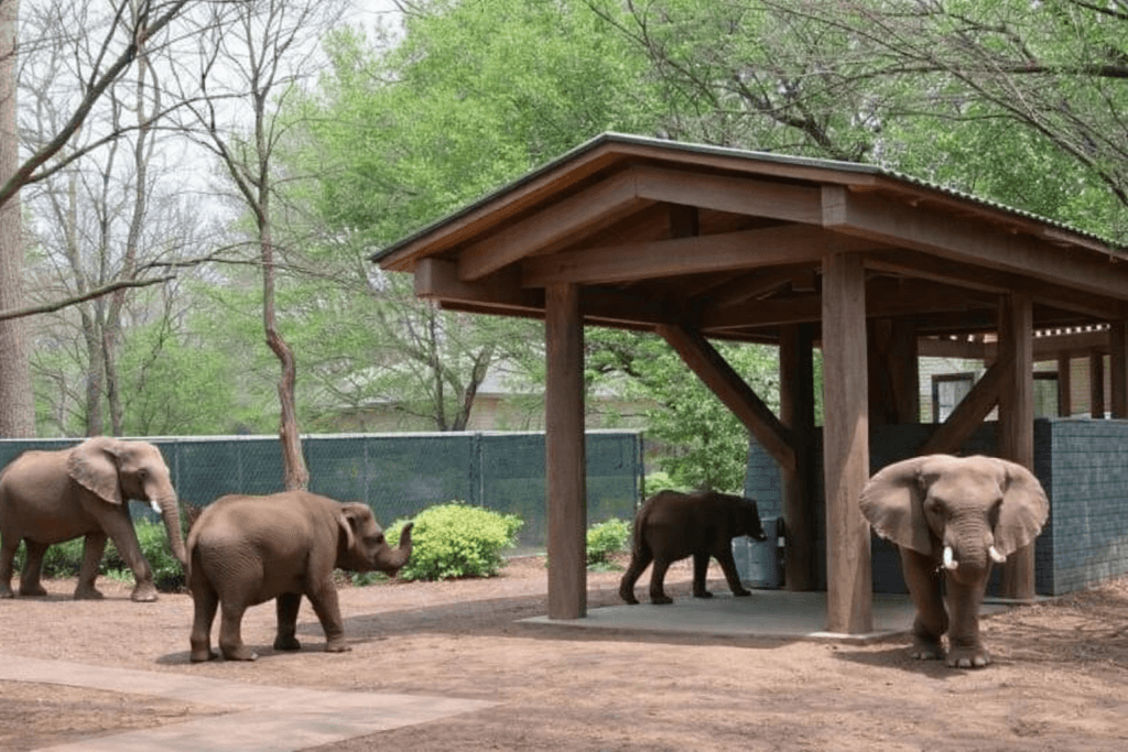 Billy the Elephant: Zoo’s Key Arguments: