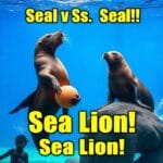 Seal and Sea Lion Exhibits