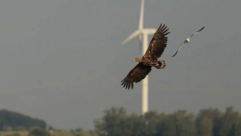 Threats to wild eagles today