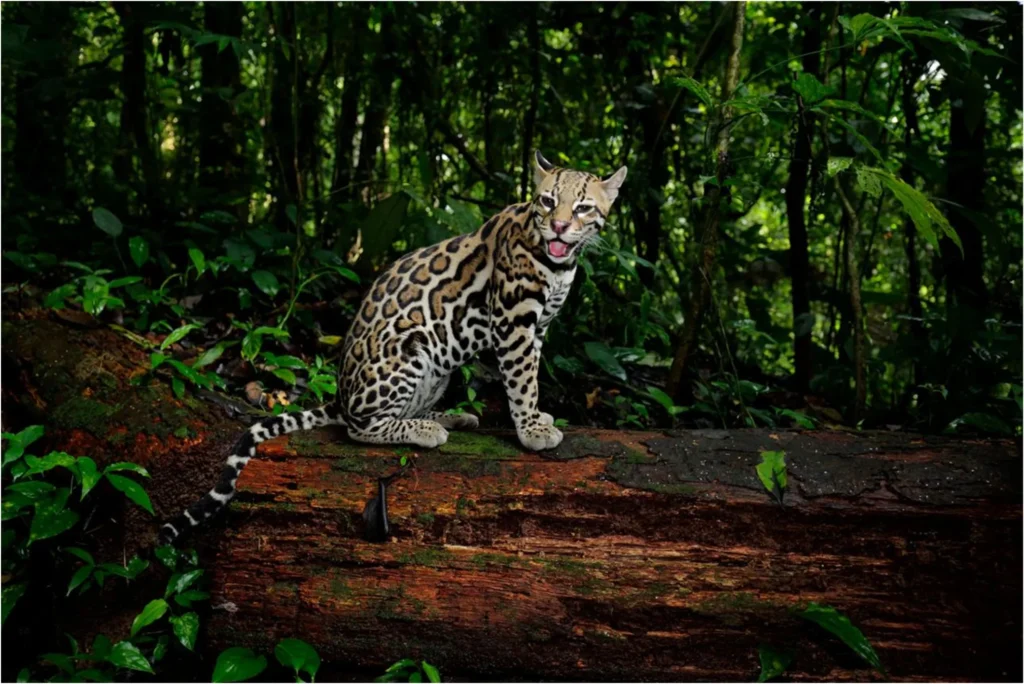 How Does Tilcayo Compare With Other Wild Cats?