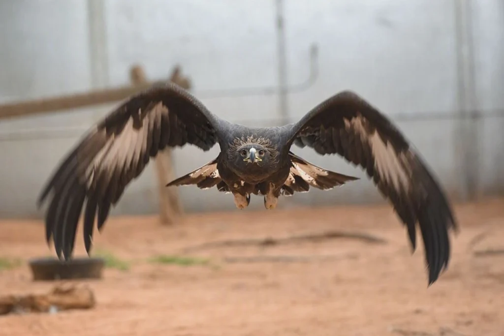 Miraculous Eagle With a Broken Wing Returns