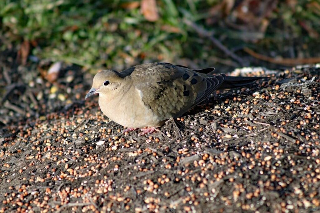 What Is a Mourning Dove?