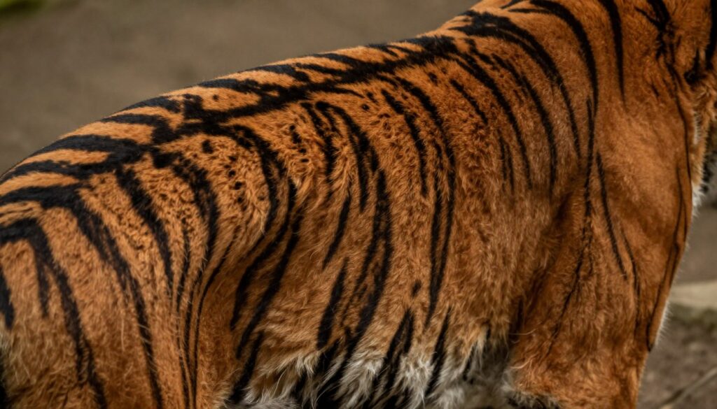 Close black stripes on dark Sumatran tiger fur