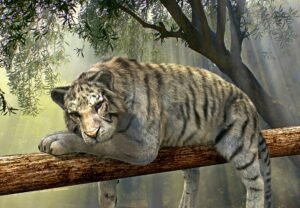 Close black stripes on dark Sumatran tiger fur