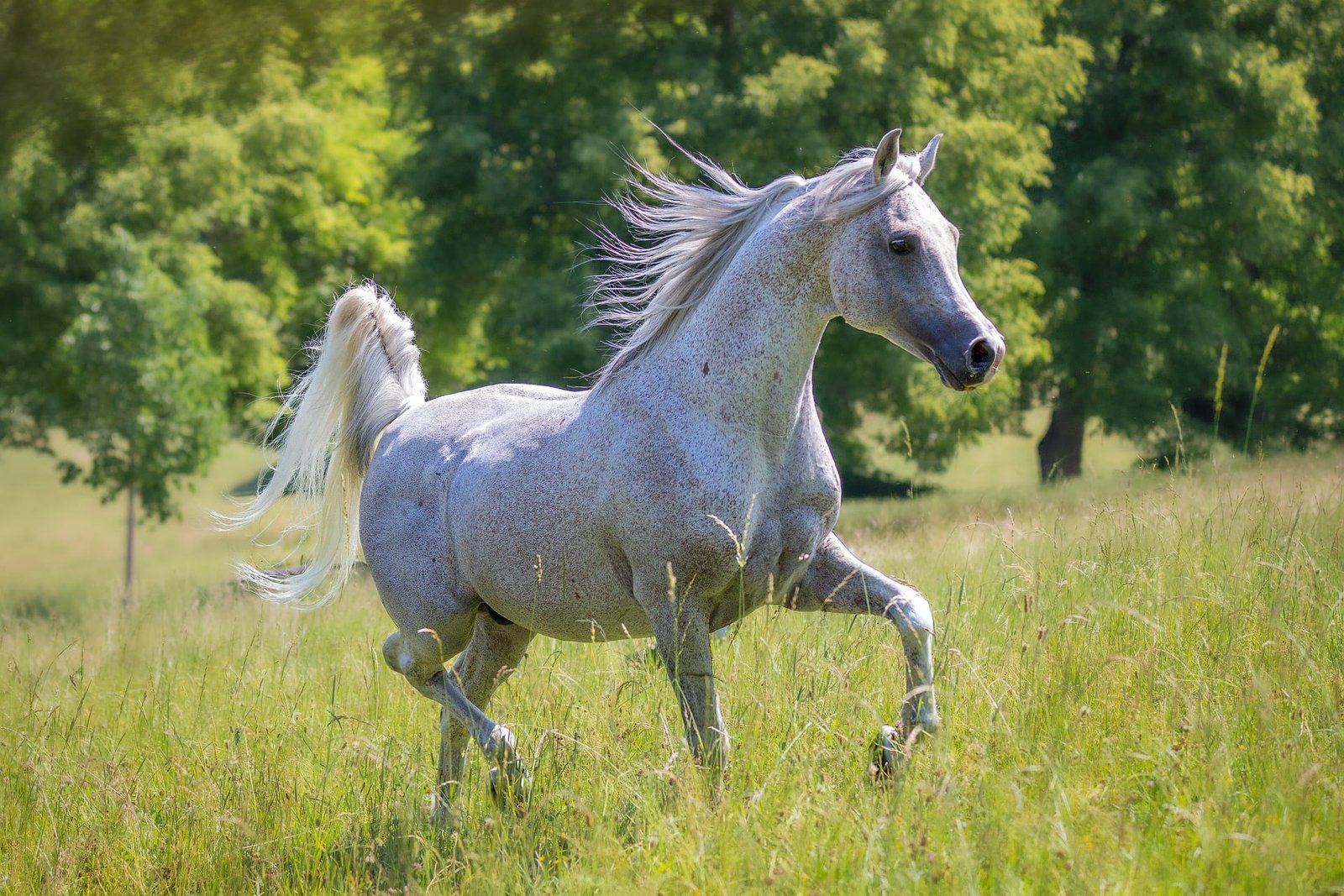 Pops, Horse
