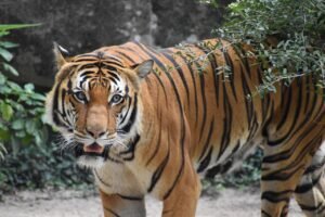 Type of Tiger in the World