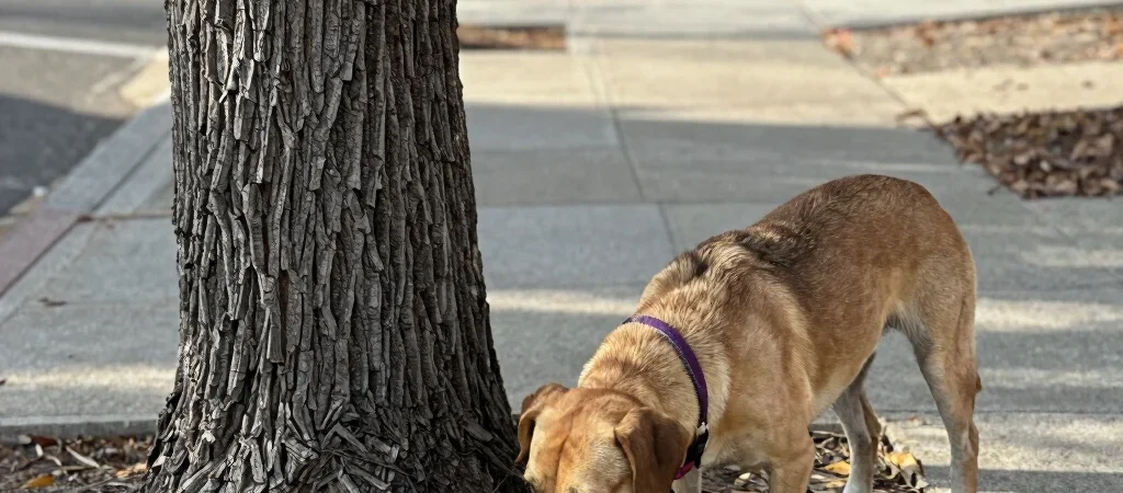 Let Your Dog Stop And Sniff