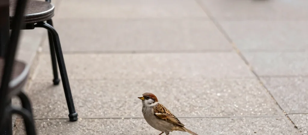 Watch City Birds Before You Feed Them