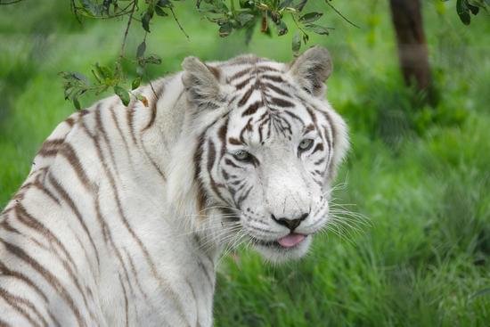 Type of Tiger in the World